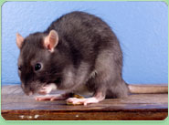 rat control Newport Hampshire